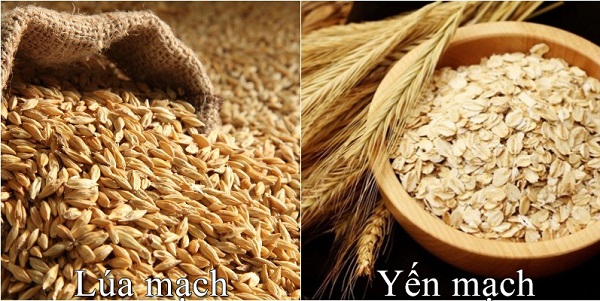 Bột lúa mạch và yến mạch thường được sử dụng trong công thức làm bánh
